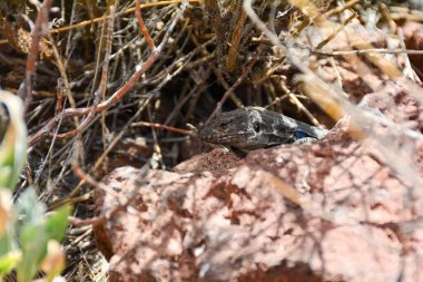 İspanya 'nın Tenerife Kanarya Adası' nda bir Kanarya Adaları kertenkelesi (Gallotia galloti).