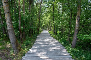 Rhoen, Bavyera, Almanya 'da ağaçlarla kaplı siyah bozkır, yeni bir bozkır yolu var.