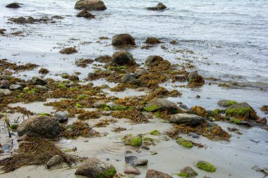 Baltık Denizi kıyısında dalgalar ve yosunlarla birlikte büyük taşlar uzanır.