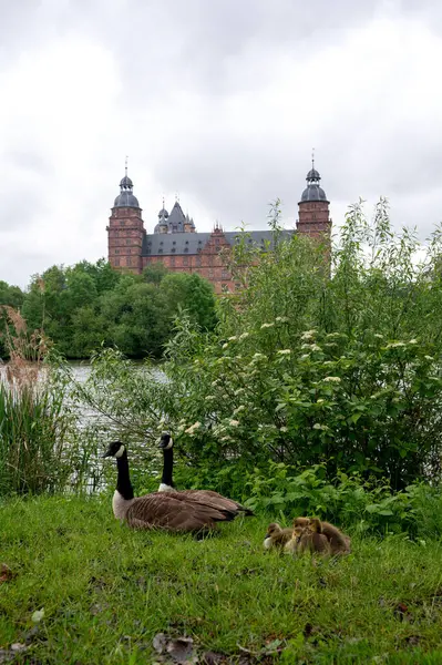 Stock image Canada geese ( Branta canadensis ) with goslings in a meadow with a view of Johannisburg Castle in Aschaffenburg with a river and a cloudy sky