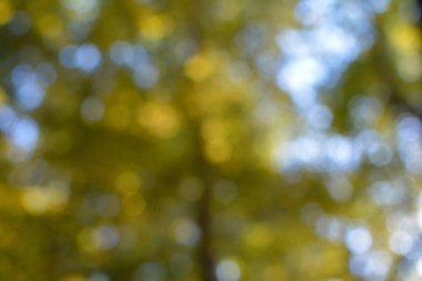 Doğadaki Bokeh arka planı, bir ağacın bulanık ışıkları.