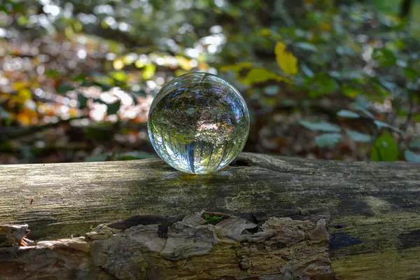 stock image Glass ball lies on a branch in nature, with reflections of a green forest in the glass