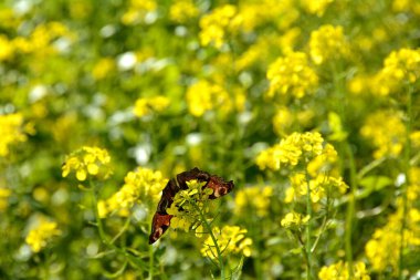 Bir Avrupa tavus kuşunun altında (Aglais io) sarı hardal çiçeğinin üzerindeki kelebek