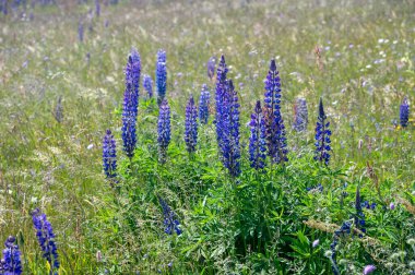 Green meadows with purple lupins in the high Rhoen, Bavaria, Germany clipart