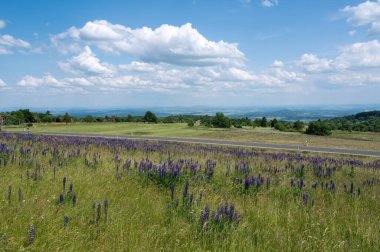 Landscape, road and meadow with lupins in the high Rhoen, Bavaria, Germany clipart