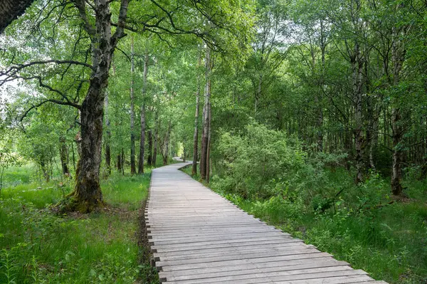 Rhoen, Bavyera, Almanya 'daki siyah fundalık. Ağaç ve yeni bir bozkır yolu var.
