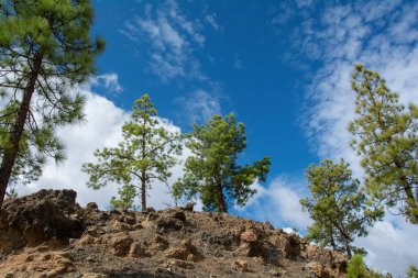 İspanya 'nın Gran Canaria adasındaki bir dağda mavi gökyüzü ve bulutlarla Kanarya çamı (Pinus canariensis)