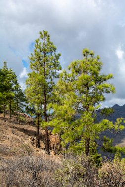 Canarian pine  ( Pinus canariensis ) on a mountain on the island of Gran Canaria in Spain, with blue sky and clouds clipart