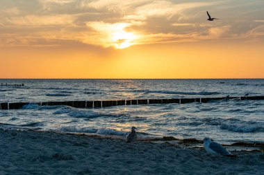 Orang - Okyanusun üzerinde kırmızı gün batımı, kumsalda ve tahta direkler ve martılardan oluşan dalgalı sularda