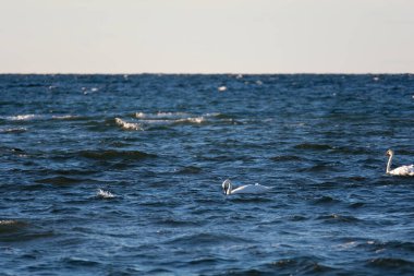 Beyaz kuğular denizde yüzer.