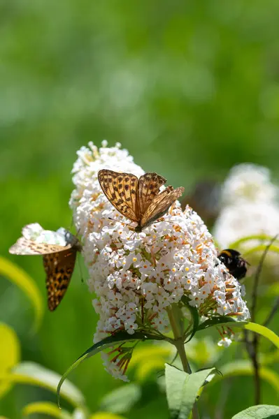 stock image Butterfly 