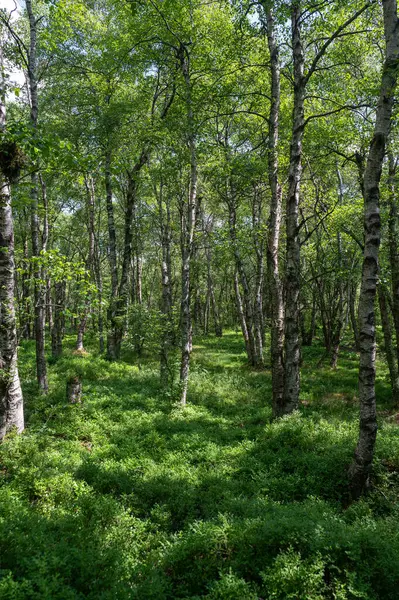 Carpathian huş ağacı (Betula carpatica) yüksek Rhoen, Hesse, Almanya 'daki kırmızı bataklıkta