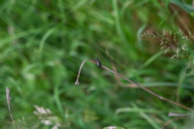 Koyu renkli bir böcek yeşil doğada bir sapın üzerinde oturur.