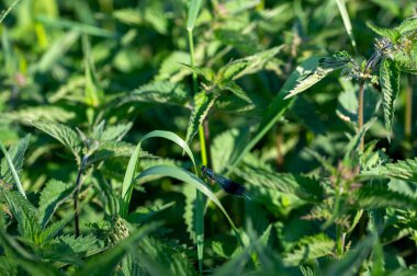 Mavi güzellik yusufçuk - Yeşil doğada Calopteryx bakire