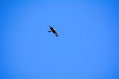 Kırmızı uçurtma (Milvus milvus) mavi gökyüzünde yükseklerde uçar