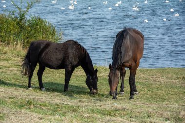 Almanya 'nın Poel adasında, suda birçok kuğu olan bir gölün kıyısındaki çayırda iki at.