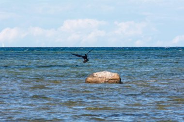 Karabatak kuşu (Phalacrocoracidae), Almanya 'nın Timmendorf kenti yakınlarındaki Poel adasında yer alan Baltık Denizi kıyısında uçar.