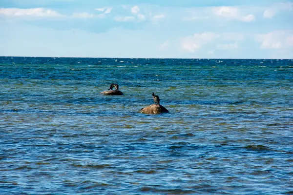 stock image Cormorant birds ( Phalacrocoracidae ) sitting on a large stone on the Baltic Sea coast on the island of Poel near Timmendorf, Germany