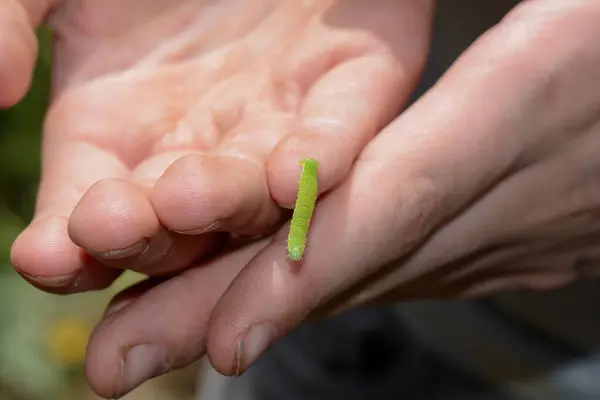 Green caterpillar on children\'s hands in nature