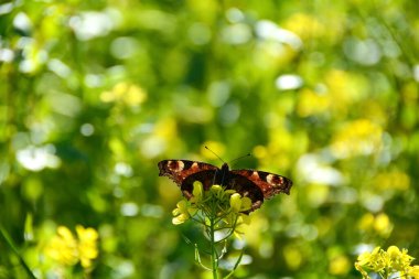 Bir Avrupa tavus kuşunun altında (Aglais io) sarı hardal çiçeğinin üzerindeki kelebek