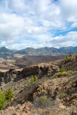 İspanya 'nın Gran Canaria adasındaki bir dağda Kanarya çamı (Pinus canariensis)