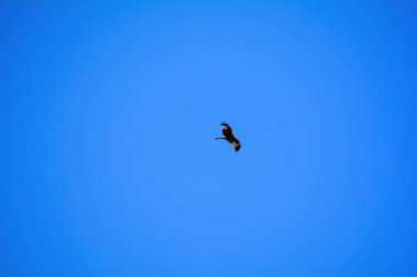 Kırmızı uçurtma (Milvus milvus) mavi gökyüzünde yükseklerde uçar