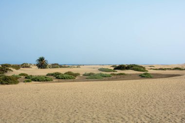 İspanya 'daki Gran Canaria' daki Maspaloma 'nın kumullarında. Mavi gökyüzü ile deniz manzarası. Dev kum tepeleri küçük bir çöle benzer ve doğa koruma alanıdır.