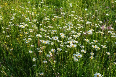 Bir çok Marguerite yeşil doğada bir çayırda