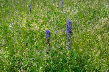 Yüksek Rhoen, Bavyera, Almanya 'da mor lupinli yeşil çayırlar