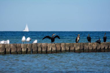 Karabataklar (Phalacrocoracidae) ve martılar, arka planda, Almanya 'nın Timmendorf kenti yakınlarındaki Poel adasında Baltık Denizi kıyısında bir yelkenli gemi olan ahşap dalgakıranlar üzerinde otururlar.