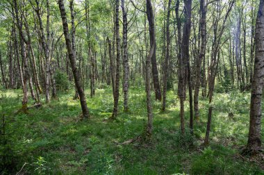 Carpathian birch forest  ( Betula carpatica ) in the red bog in the High Rhoen, Hesse, Germany clipart