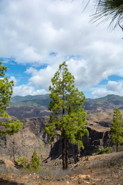 İspanya 'nın Gran Canaria adasındaki bir dağda mavi gökyüzü ve bulutlarla Kanarya çamı (Pinus canariensis)