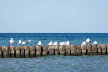Birçok martı, Almanya 'nın Timmendorf kenti yakınlarındaki Poel adasındaki Baltık Denizi kıyısında, denizdeki ahşap dalgakıranlarda yaşar.