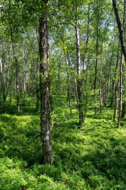 Carpathian huş ağacı (Betula carpatica) yüksek Rhoen, Hesse, Almanya 'daki kırmızı bataklıkta