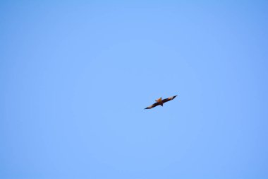 Kırmızı uçurtma (Milvus milvus) mavi gökyüzünde yükseklerde uçar