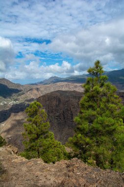 İspanya 'nın Gran Canaria adasındaki bir dağda Kanarya çamı (Pinus canariensis)