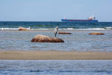 Gri balıkçıl (Ardea cinerea), Almanya 'nın Poel adasında, büyük bir kayanın üzerinde kafasını denize sıkıştırmış olarak duruyor.