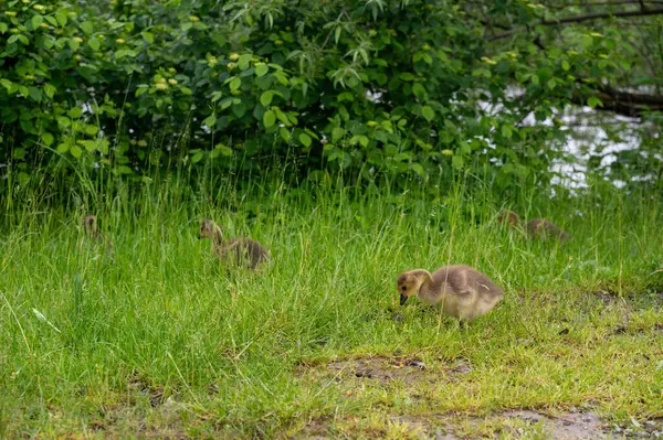 Kanada 'nın yavruları (Branta kanadensis) vahşi doğada yeşil çimlerde