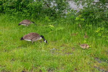 Family of Canada geese ( Branta canadensis ) with goslings in green grass in the nature clipart