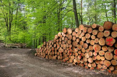 Ormandaki ocaklar için odun yığını