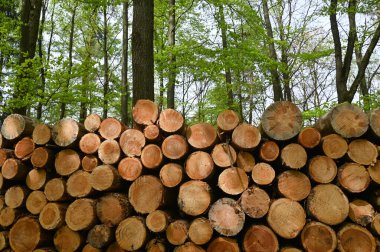 Ormandaki ocaklar için odun yığını