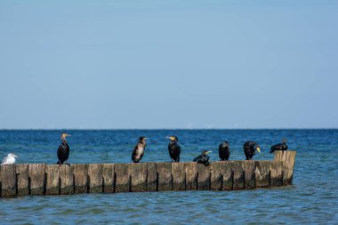 Karabataklar (Phalacrocoracidae) ve martılar, Almanya 'nın Timmendorf kenti yakınlarındaki Poel adasında, Baltık Denizi kıyısında, denizdeki ahşap dalgakıranlar üzerinde otururlar.