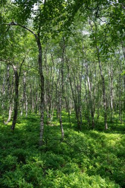 Carpathian huş ağacı (Betula carpatica) yüksek Rhoen, Hesse, Almanya 'daki kırmızı bataklıkta