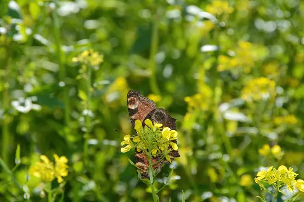 stock image Underside of a European peacock ( Aglais io ) butterfly on yellow mustard flower