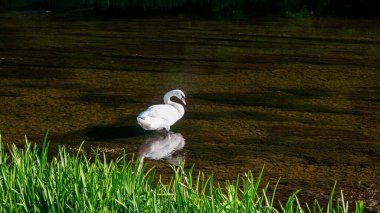 Beyaz bir kuğu (Cygnus) yeşil doğadaki küçük bir nehrin sığ sularında durur.