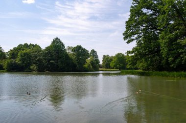 Parkta küçük bir göl, yüzen ördekler ve mavi gökyüzü olan yeşil bir yer.