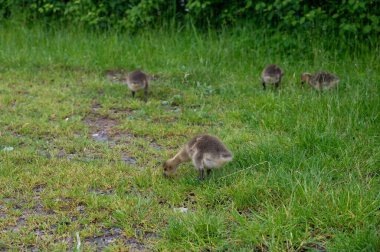 Kanada 'nın yavruları (Branta kanadensis) vahşi doğada yeşil çimlerde