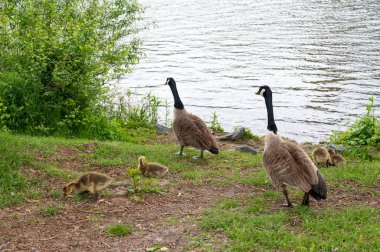 Kanada Kaz Ailesi (Branta canadensis) deniz kenarındaki yeşil çimenlikte kaz yavruları