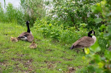 Kanada Kazları (Branta canadensis) familyasından yeşil çimlerde yaşayan kazlar.
