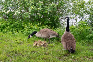 Kanada Kazları (Branta canadensis) familyasından yeşil çimlerde yaşayan kazlar.